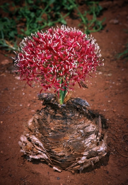 Bushman’s poison bulb with its distinctive fan-like leaves and flower