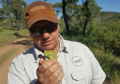 Flap Necked Chameleon in its natural habitat