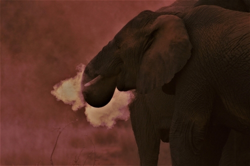 Elephant engaging in Geophagia by consuming soil