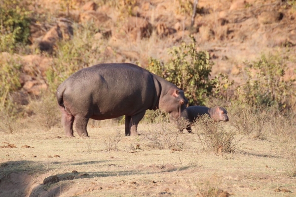 Hippo in water with mouth open, showcasing its natural behavior