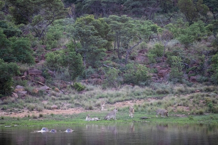 Lions resting by a dam after a dramatic encounter with hippos