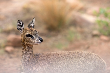 Klipspringer antelope standing on rocky terrain