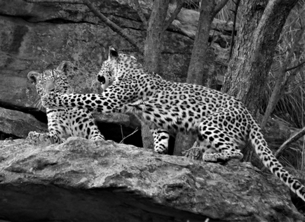 Two leopard cubs playfully wrestling in the wild