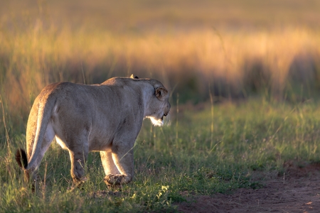 Lion Walking through the Bush