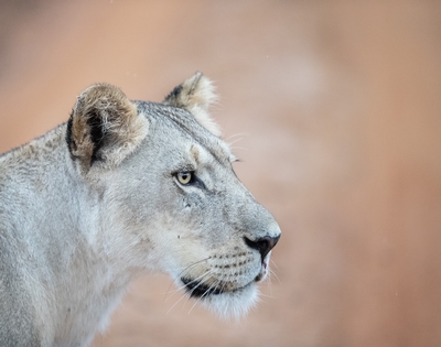 Lioness with cubs during a hunt in the African bush