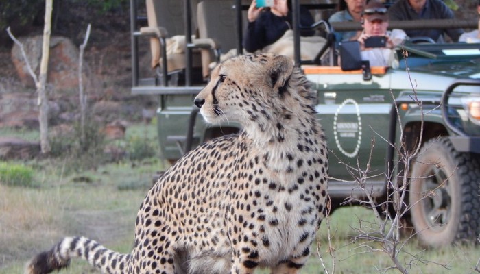 Cheetah in Welgevonden Game Reserve