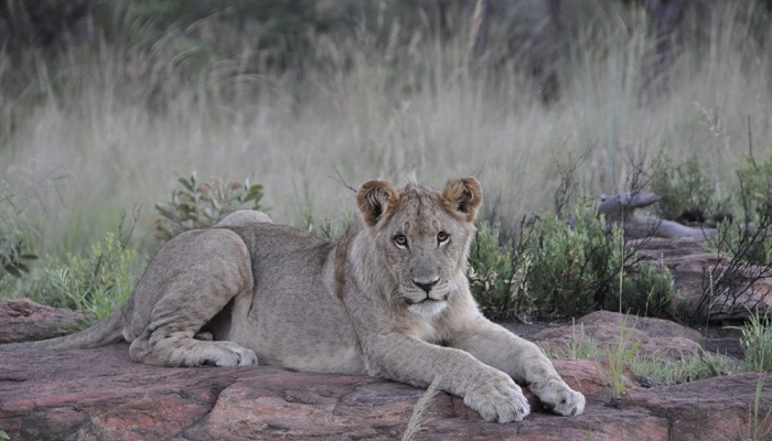 Lions of the Southern pride in Welgevonden Reserve