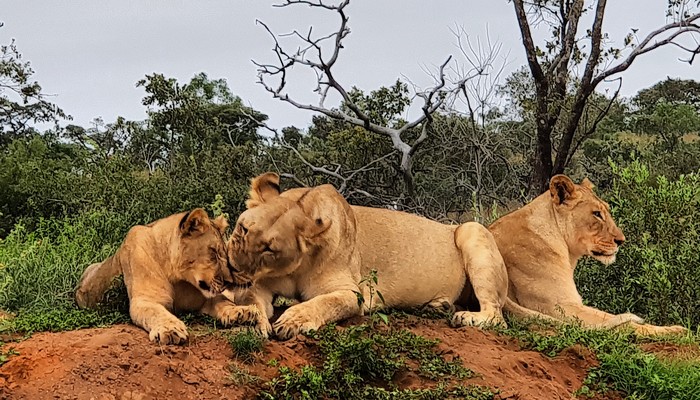 Lion cubs playing under the watchful eye of their mother