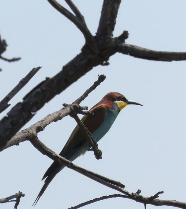 European bee-eater at Mhondoro Safari Lodge & Villa