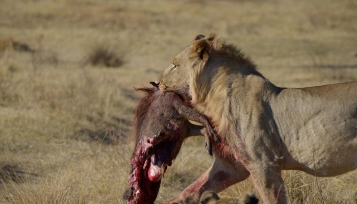 Lions from Western Pride resting at Mhondoro Safari Lodge