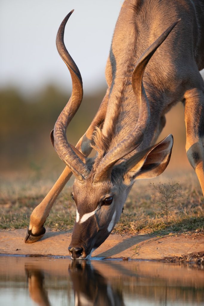 Mhondoro Safari Lodge - Animal drinking water